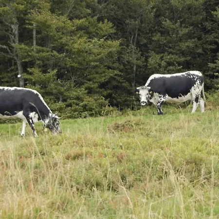 Le Entre Nature Et Animations Apartment La Bresse