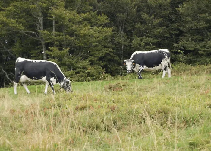 Le Entre Nature Et Animations Apartmán La Bresse
